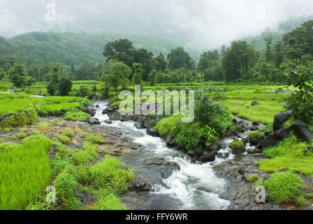 Paysage Malshej la mousson en courant le long des ruisseaux de fusionner en river Bhima , Malshej ghat , MAHARASHTRA , INDE Banque D'Images