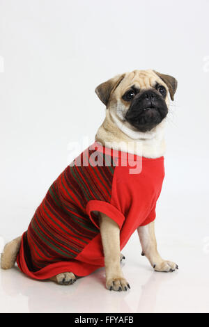 Museau noir mâle Pug chien anxieux en posant les vêtements rouges sur fond blanc Banque D'Images