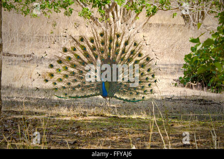 Peacock Danser à bandhavgarh national park le Madhya Pradesh Inde Banque D'Images