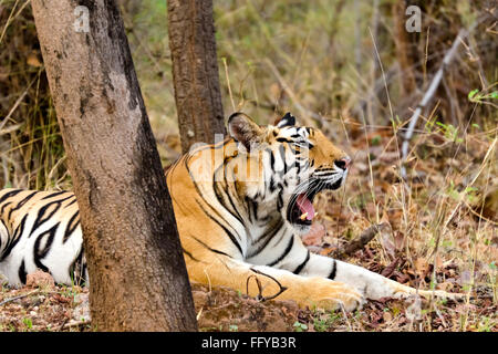 Tigre du Bengale de bâiller dans bandhavgarh national park dans le Madhya Pradesh, Inde Banque D'Images