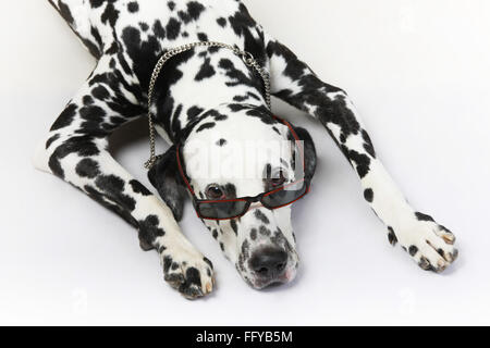 Dalmatien noir mâle spotting corps blanc à loisir poser sur fond blanc Banque D'Images