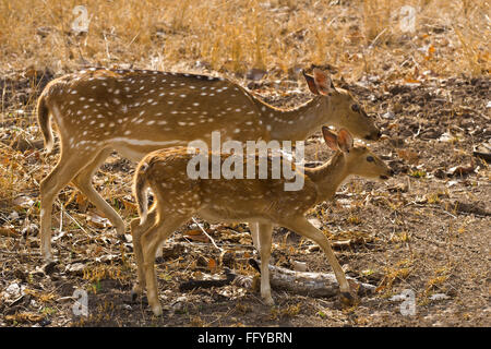 Cerfs tachetés se reposant dans panna Parc national du Madhya Pradesh, Inde Banque D'Images