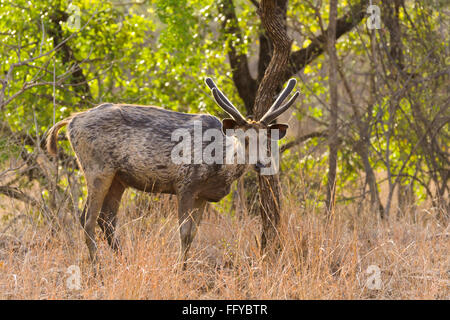 Cerfs Sambar Panna Parc national du Madhya Pradesh, Inde Banque D'Images