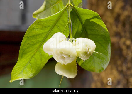 Apple rose bengale hanging on tree Banque D'Images