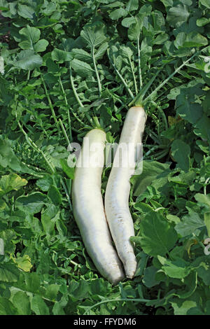Légumes verts Raphanus sativus Radis blanc growing in field Banque D'Images