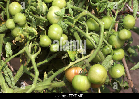 Tomates légumes verts Lycopersicon esculentum growing in field Banque D'Images