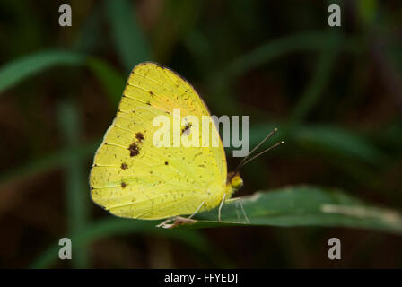 Jaune Orange tip Omkar hills à Bangalore à Karnataka Inde Asie Banque D'Images