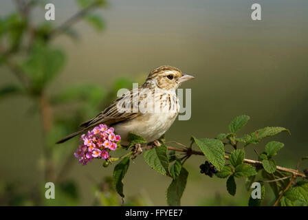 Bush Lark dans Maidanahalli au Karnataka Inde Asie - hsa 228267 Banque D'Images