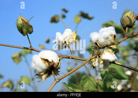 Coton blanc Gossypium arboreum en champ ; ; ; Inde Maharashtra Nanded Banque D'Images