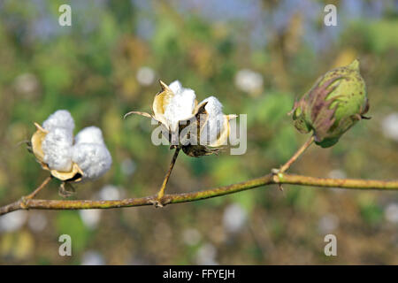 Coton blanc Gossypium arboreum en champ ; ; ; Inde Maharashtra Nanded Banque D'Images