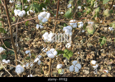 Coton blanc Gossypium arboreum en champ ; ; ; Inde Maharashtra Nanded Banque D'Images