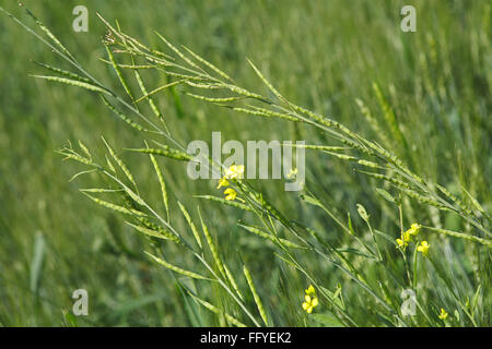 Épices moutarde verte ; plantes à fleur jaune, Brassica campestris syn en champ ; Madhya Pradesh ; Jabalpur Inde ; Banque D'Images