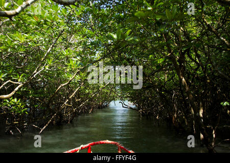 Forêt de mangroves Ile de Baratang Baratang aux îles Andaman Andaman et les îles Nicobar Union territoire UT Inde Asie Indien Banque D'Images