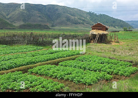Champ de pommes de terre dans la région de Shillong Meghalaya ; Inde ; Banque D'Images