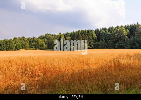 De couleur or / couleur sur le terrain rempli de blé ou d'orge non récolté par temps nuageux nuageux tard après-midi d'été. Communiqué de modèle : N° des biens : Non. Banque D'Images