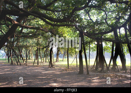 Vieux arbre banyan Ficus benghalensis dans acharya jagadish Chandra Bose ; jardin botanique de Howrah ; l'ouest du Bengale Banque D'Images