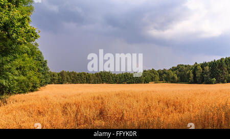 De couleur or / couleur sur le terrain rempli de blé ou d'orge non récolté par temps nuageux nuageux tard après-midi d'été. Communiqué de modèle : N° des biens : Non. Banque D'Images