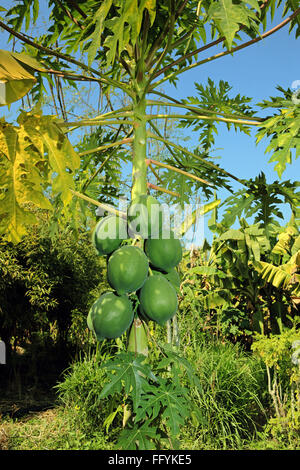 L'agriculture biologique de la papaye Nemawar Madhya Pradesh Inde Banque D'Images