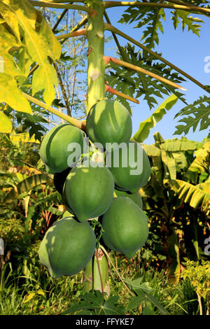 Papaya tree à nemawar Madhya Pradesh, Inde Banque D'Images