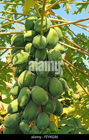 Papaya tree à nemawar Madhya Pradesh, Inde Banque D'Images