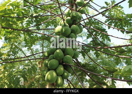 Papayer cultivé avec l'agriculture biologique à nemawar Madhya Pradesh Inde Banque D'Images