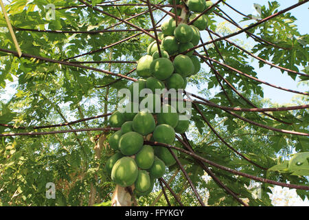 Papayer cultivé avec l'agriculture biologique à nemawar Madhya Pradesh Inde Banque D'Images