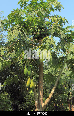 Papayer cultivé avec l'agriculture biologique à nemawar Madhya Pradesh Inde Banque D'Images