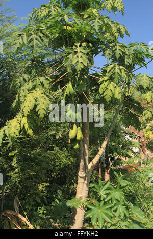 Papayer cultivé avec l'agriculture biologique à nemawar Madhya Pradesh Inde Banque D'Images