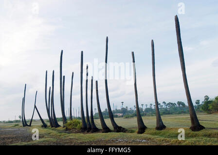 La sécheresse , longue période sans pluie palmiers , Tamil Nadu , Inde Banque D'Images