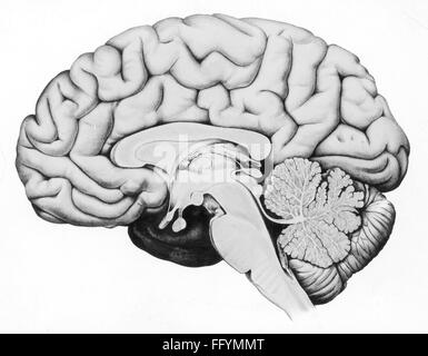 Médecine, anatomie, cerebrac / cranium, coupe transversale à travers le cerveau humain, dessin, graphique, graphiques, cerveau, pensée, intelligence, personnalité, personnalités, gyri du cerveau, cerebrum, cervelet, mésencéphale, tronc cérébral, médecine, médicaments, coupe transversale, coupe transversale, coupe transversale, historique, historique, historique, historique, autres-droits-Clearences non disponible Banque D'Images