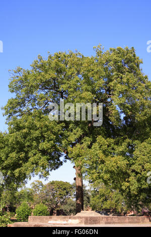 Azadirachta indica neem tree , Delhi, Inde Banque D'Images