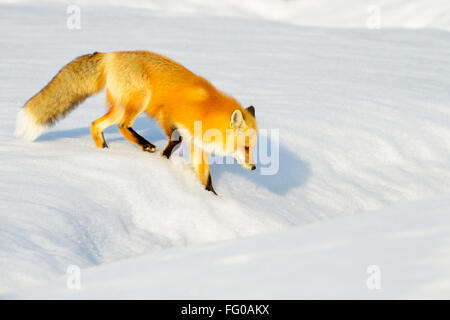 American Red Fox (Vulpes vulpes fulva) adulte, la marche dans la neige, parc national de Yellowstone, Wyoming, USA. Banque D'Images
