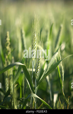 Les grains de blé dans le champ de fleurs , Inde Banque D'Images
