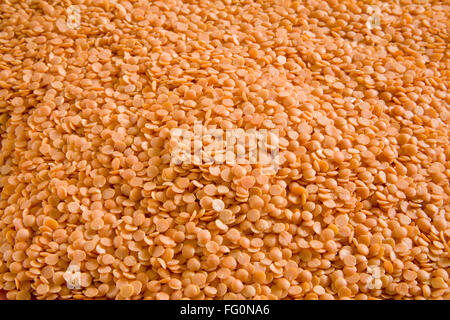 Les légumineuses lentilles rouges , le masoor dal Lens culinaris Banque D'Images