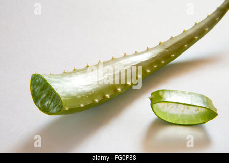 Aloe Vera plante sauvage avec de magnifiques propriétés médicinales , Inde Banque D'Images