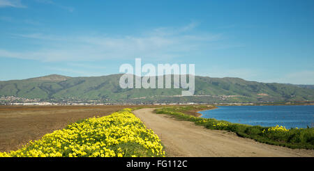 Vues sur Mission Peak, Monument Peak et Mt Allison de la chaîne Diablo à Springtime Banque D'Images