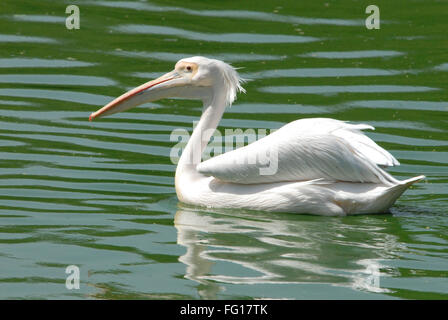 Oiseau Pelican flottant dans l'eau , zoo , Delhi Delhi , Inde Banque D'Images