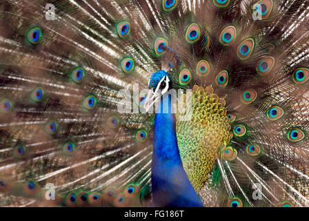 Oiseau , Peacock Peacock danse national des oiseaux avec des plumes ouvert Banque D'Images