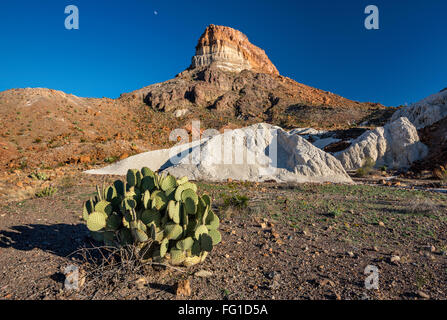 Castolon Cerro Castellan aka, Pic volcanique ou frêne blanc tufs dépôts, cactus, Big Bend National Park, Texas, États-Unis Banque D'Images