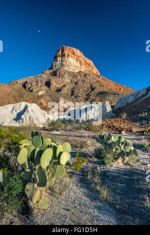 Castolon Cerro Castellan aka, Pic volcanique ou frêne blanc tufs dépôts, cactus, Big Bend National Park, Texas, États-Unis Banque D'Images