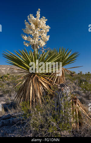 La floraison des yuccas géants dagger dague en zone plate, Désert de Chihuahuan, Big Bend National Park, Texas, États-Unis Banque D'Images