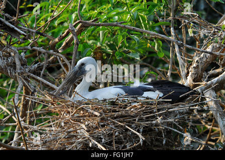 Oiseaux , Asian Openbill Anastomus nidification oscitante Stork Banque D'Images