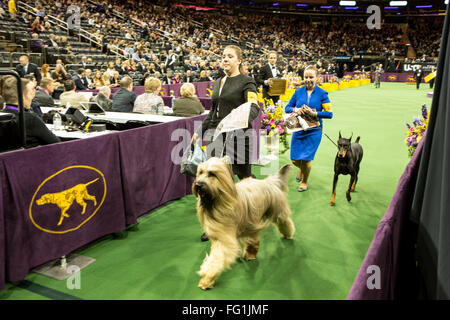 New York, USA. 16 Février, 2016. 140e Westminster Kennel Club dog show au Madison Square Garden Banque D'Images