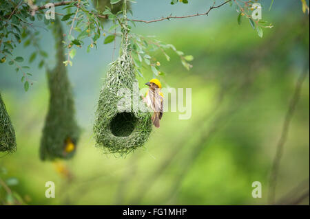 Oiseau de Baya weaver ; oiseau de Weaverbird ; Poceus phippinus ; nid de Baya weaver ; nids suspendus en forme de rétorts tissés à partir de feuilles ; Inde ; Asie Banque D'Images