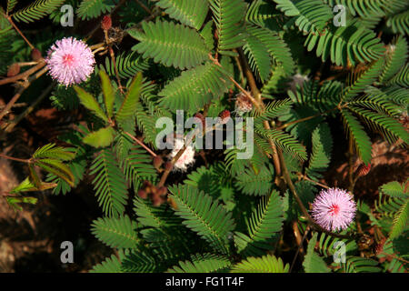 Plante médicinale ayurvédique nom scientifique mimosa pudica l , Nom botanique fabaceae juss , Nom anglais Sensitive plant , touchez-moi non , Banque D'Images