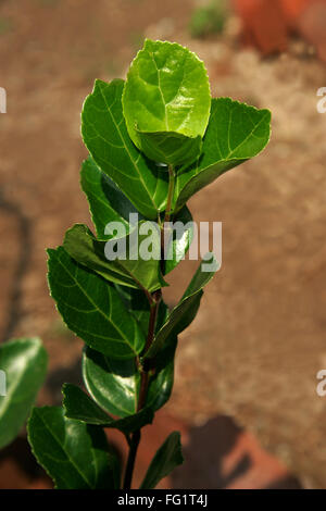 Nom scientifique des plantes médicinales ayurvédiques premna integrifolia l Banque D'Images