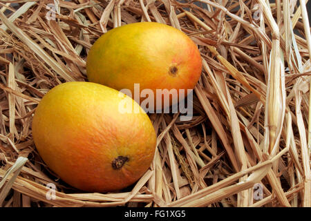 Fruits , paire de mangue Alphonso roi des fruits dans le foin sec. Banque D'Images