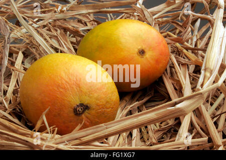 Fruits , paire de mangue Alphonso roi des fruits dans le foin sec. Banque D'Images