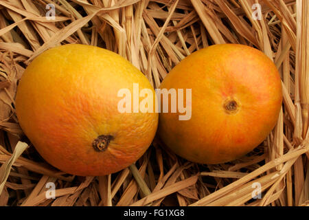 Fruits , paire de mangue Alphonso roi des fruits dans le foin sec. Banque D'Images