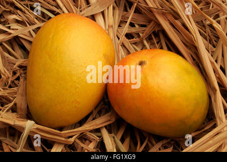 Fruits , paire de mangue Alphonso roi des fruits dans le foin sec. Banque D'Images